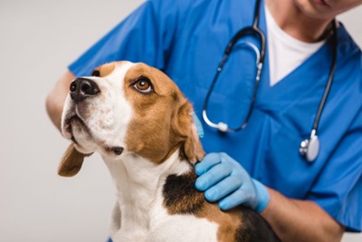 El sector de salud animal goza de buenas perspectivas. Sepa cómo aprovechar su potencial.